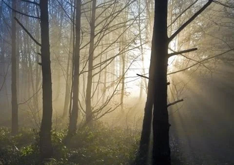 Sun rays in the forest Stock Photos