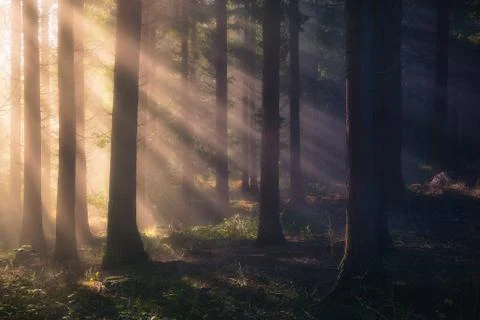 Sun rays on forest Stock Photos