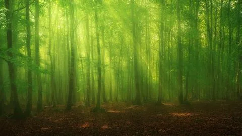 Sun rays on forest Stock Photos