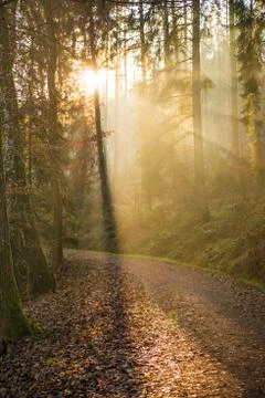 Sun rays in a forest Stock Photos