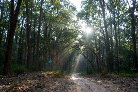Sun rays in the forest. Stock Photos