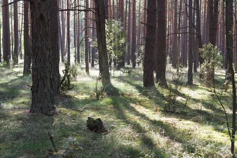 Sun rays in the forest Foto stock