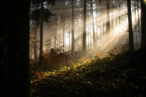 Sun rays in forest Stock-Fotos