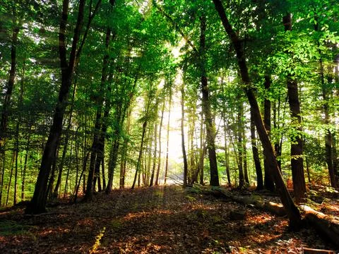 Sun rays in the forest Stock Photos