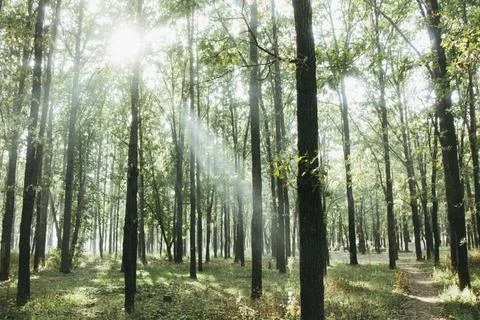 Sun rays in the forest Stock Photos