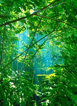 Sun rays in the forest Stock Photos