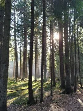 Sun rays in the forest Stock Photos