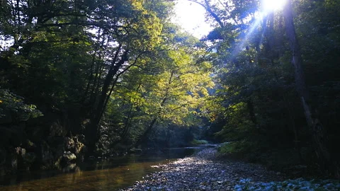 Sun rays in the forest by the river on summer morning Video stock 149397049