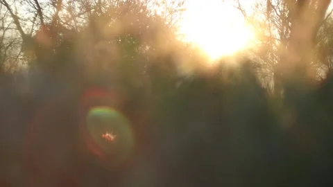 Sun Rays in the Forest (Slow Motion) Stock Footage 247641784