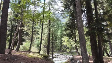 Sun Rays On Forest, Sun Shining through Towering Trees in Mountain Forest,  Video stock 287201041