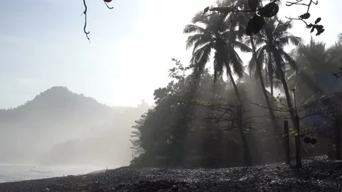 Sun rays gazing through the coconut tress Video stock 236085956