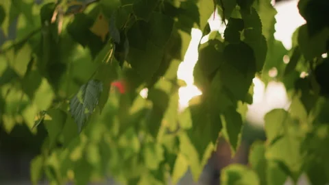 Sun Rays Gently Filtering Through Green Leaves Creating Soft Warm Glow Vídeo Stock 288969859