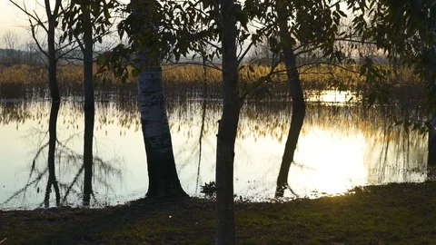 Sun rays getting through the trees on sunset on a beautiful swamp Stock Footage 92938064