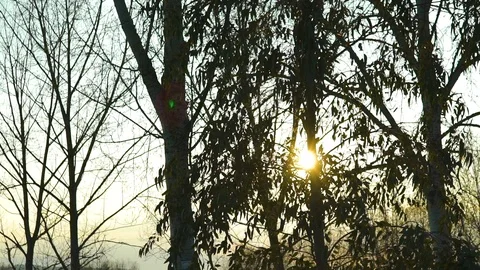 Sun rays getting through the trees on sunset Vídeo Stock 92938080