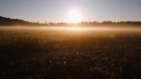 Sun rays getting through trees in fresh morning. Fog illuminated by the sun Stock Footage 161118682