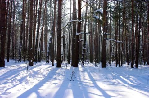 Sun rays getting through winter forest trees, sunbeams Stock Photos