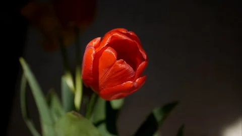 The sun rays glide over the petals of a blooming red tulip Stock Footage 128870452