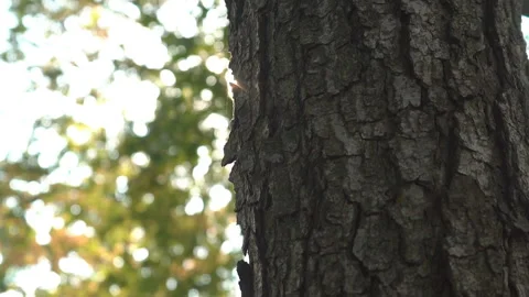 Sun rays glide over a tree trunk Stock Footage 120038607