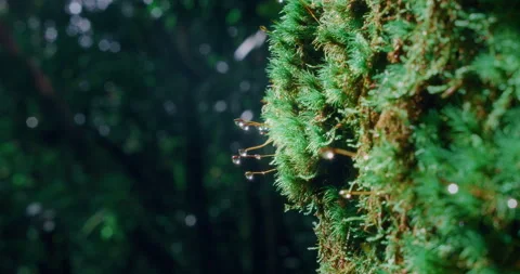 Sun rays glint in droplets. Green subtropical background with bokeh. Drops of Stock Footage 240497372