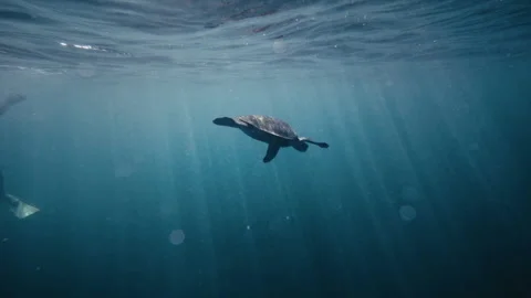 Sun rays glisten across turtle swimming in deep blue clear water with Stock Footage 277633645