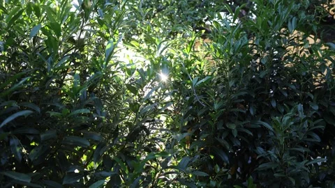 Sun rays glowing through green garden foliage on a summer day Stock Footage 336502643