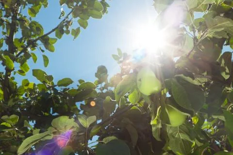 Sun rays go through apple tree leafs background Stock Photos