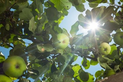 Sun rays go through apple tree leafs Stock Photos