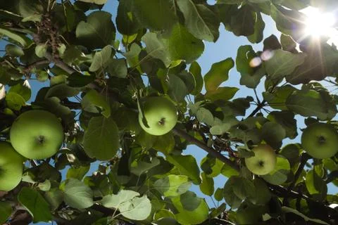 Sun rays go through apple tree leafs lens flare Stock Photos