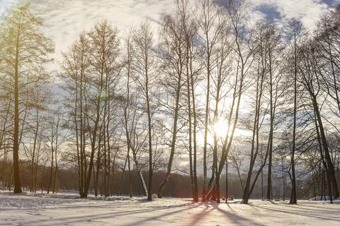 Sun rays go through the trees on the snow-covered winter river. high quality Stock Photos