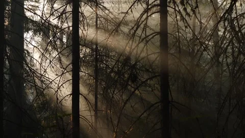 Sun rays goes throught the pine forest in Siberia Stock Footage 282778471