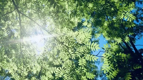 The sun rays going. Video stock 135190759
