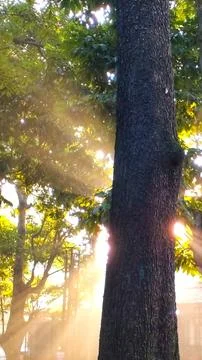 Sun rays going through lush leaf Stock Photos
