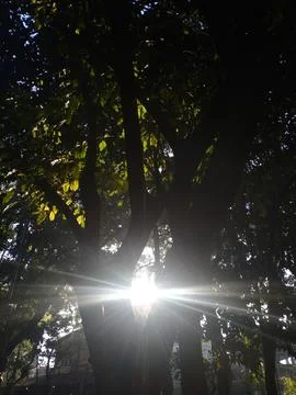 Sun rays going through lush leaf Foto stock