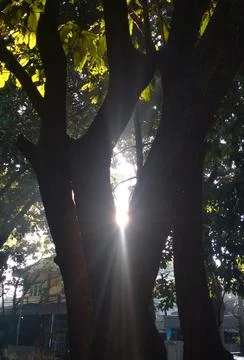 Sun rays going through lush leaf Stock Photos