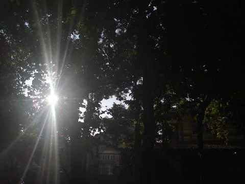 Sun rays going through lush leaf Foto stock