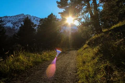 The sun rays going through the pine trees on the path in the mountains Stock Photos