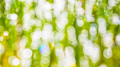 Sun rays on the grass blurred bokeh background Sun rays on the grass blurr... Foto stock