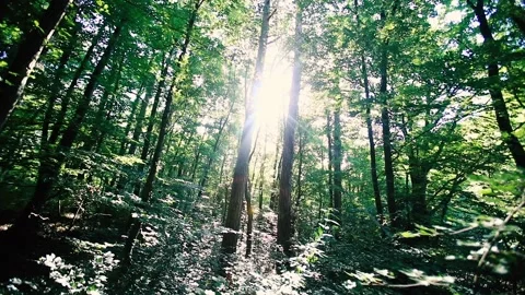 Sun rays in green forest Video stock 133728685