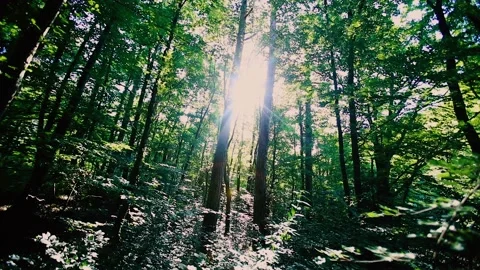 Sun rays in green forest Video stock 133728734