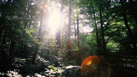 Sun rays in green forest Stock Footage 133731134
