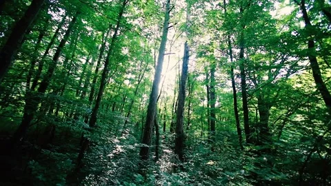 Sun rays in green forest Stock Footage 133736044
