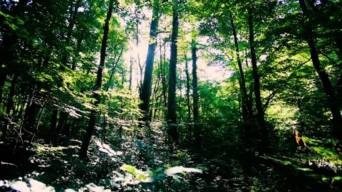 Sun rays in green forest Video stock 133737677