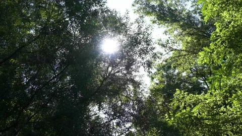 Sun rays in green forest Stock Footage 136193740