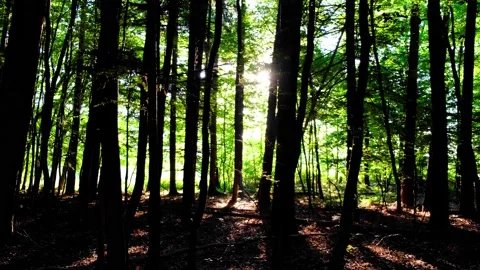 Sun rays in green forest Stock Footage 138455175