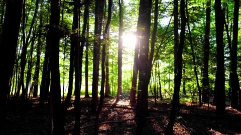 Sun rays in green forest Stock Footage 138455190