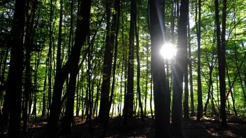Sun rays in green forest Stock Footage 138455307