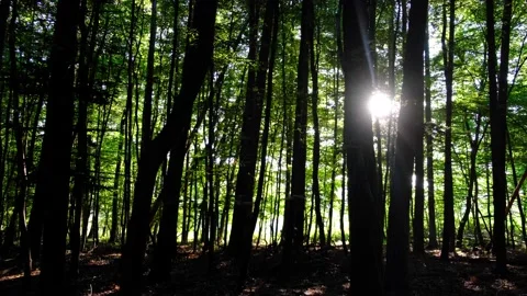 Sun rays in green forest Stock Footage 138455363