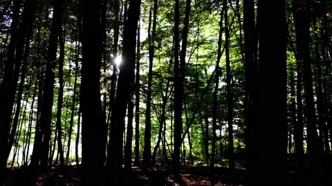 Sun rays in green forest Stock Footage 138455424