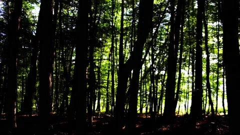 Sun rays in green forest Stock Footage 138455607