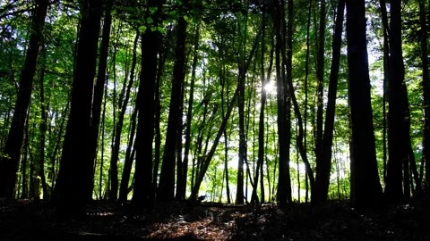 Sun rays in green forest Stock Footage 138455655